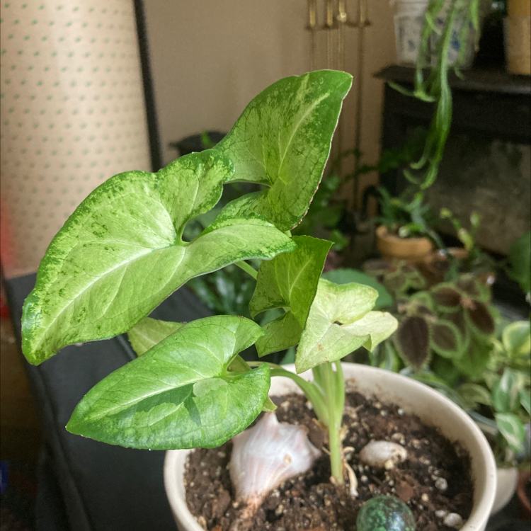 Potted Creamsicle Arrowhead Plant with vibrant green leaves indoors.