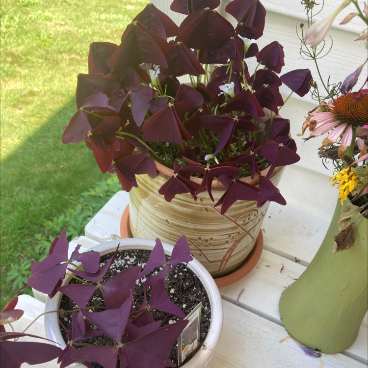 Healthy Purple Shamrock plant with deep purple triangular leaves in a decorative pot on an outdoor patio next to a flowering plant.