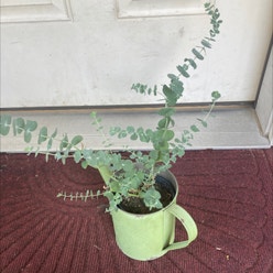 Silver Dollar Tree plant