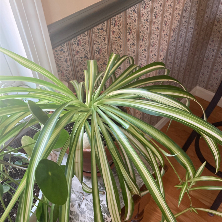 Variegated Spider Plant with green and white striped leaves in a pot.
