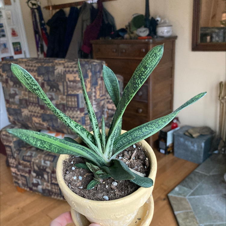 Healthy Ox Tongue plant in pot with long pointed leaves showing slight variegation, soil visible.