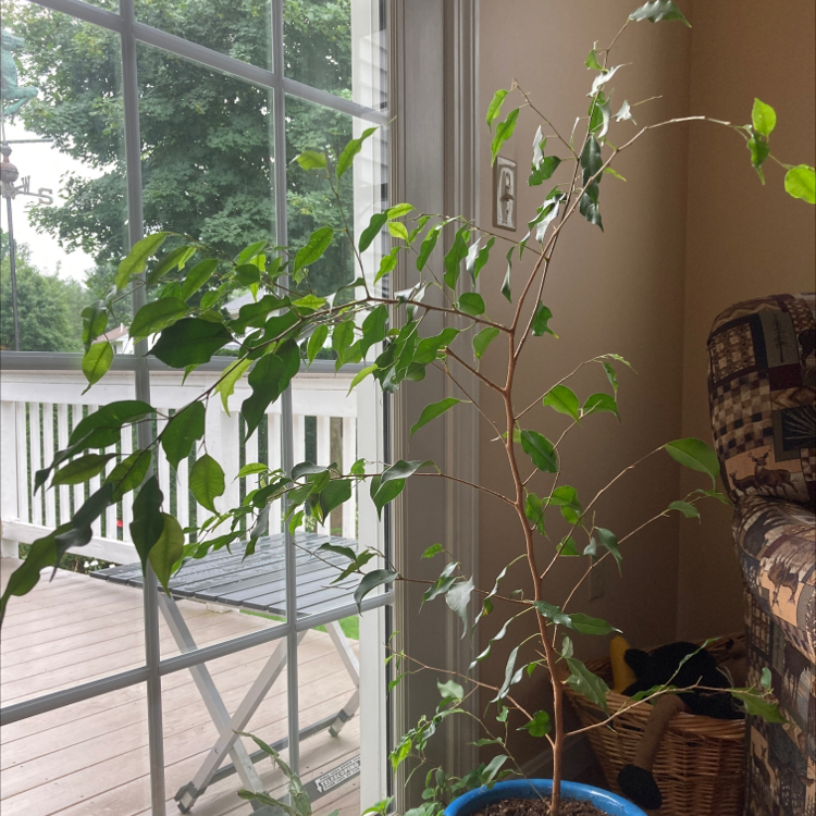 A healthy, thriving weeping fig plant with vibrant green leaves, situated in a blue ceramic pot in front of a large window.