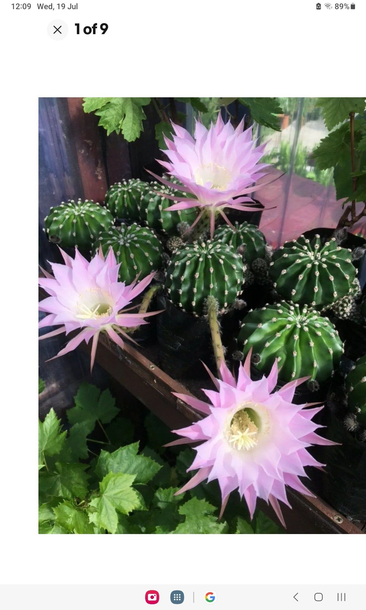 Photo of the plant species Echinopsis mamillosa by @QuietClusia named Eddie's Cactus on Greg, the plant care app