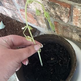 Photo of the plant species Snow Peas by @DivineDuwei named Kesha on Greg, the plant care app