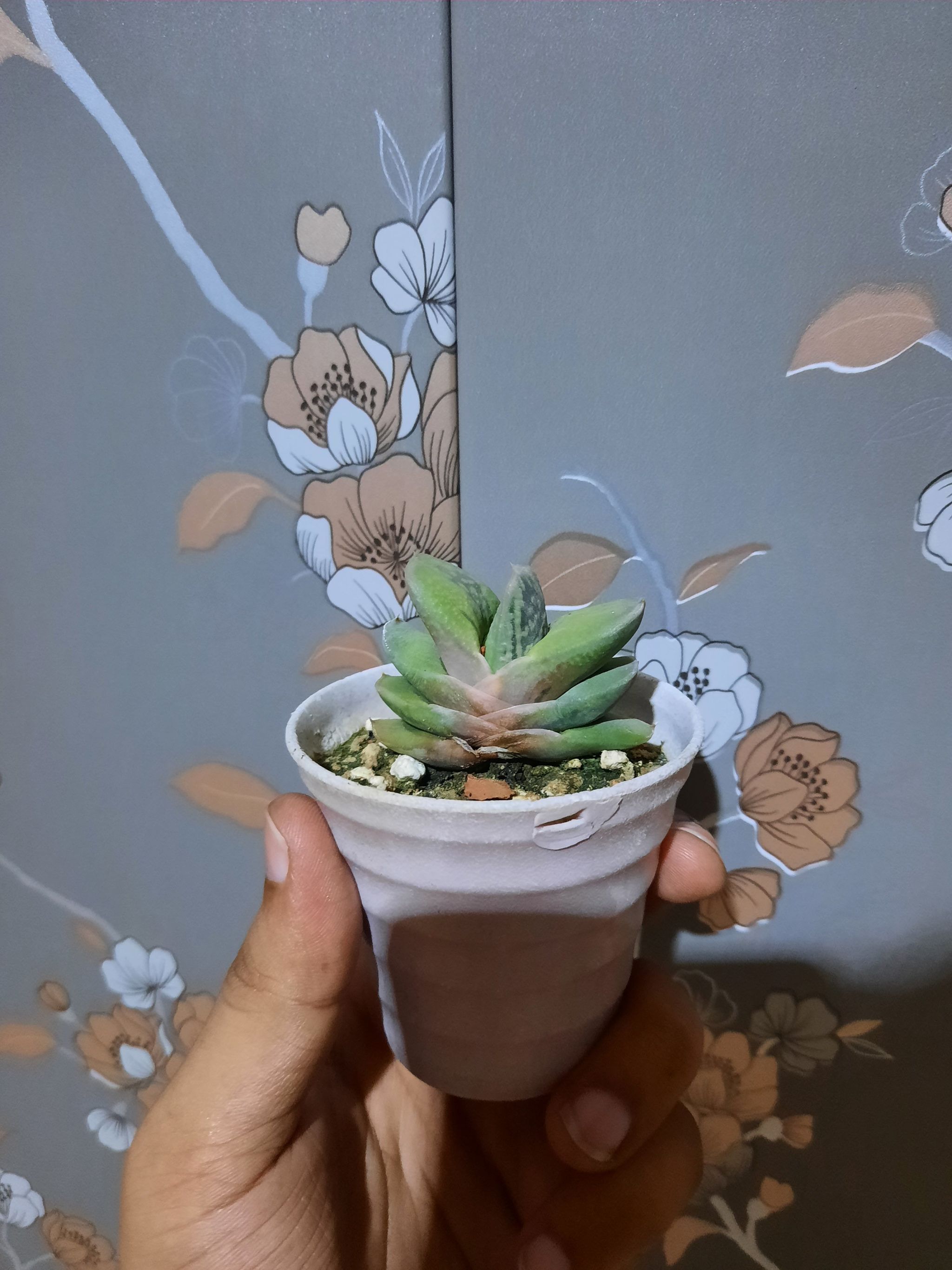 Photo of the plant species Flat-leaf Gasteria by @haris named Clooney on Greg, the plant care app