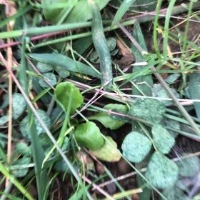Photo of the plant species Marsh Pennywort by @MerryAngelplant named Kendall on Greg, the plant care app
