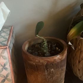 Photo of the plant species Dorstenia foetida by @BuddingAtom named Tree Diddy on Greg, the plant care app