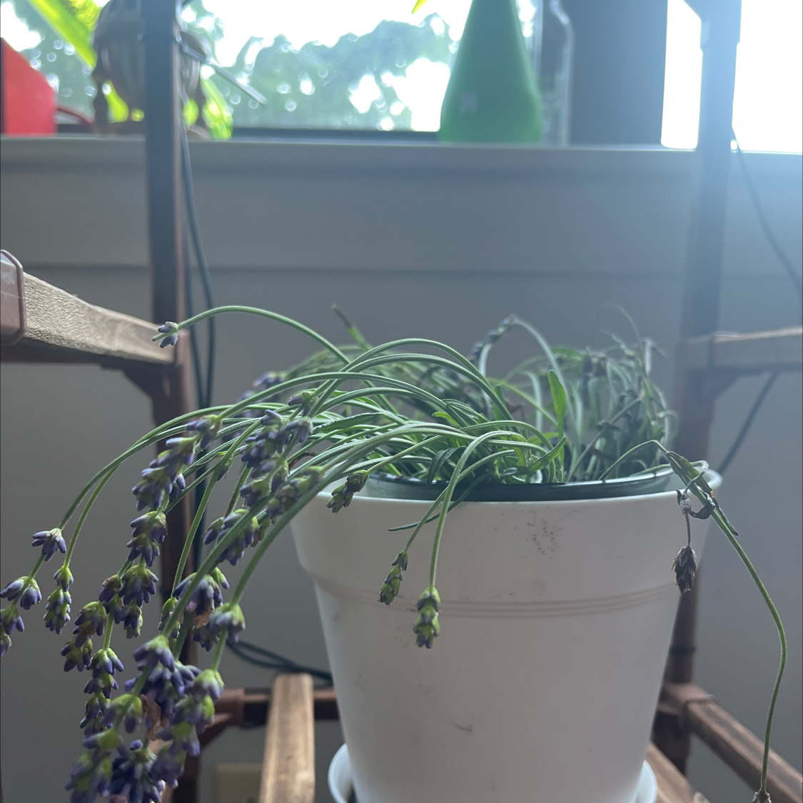 Photo of the plant species Fernleaf Lavendar by @DirectRimu named Lavender Brown on Greg, the plant care app