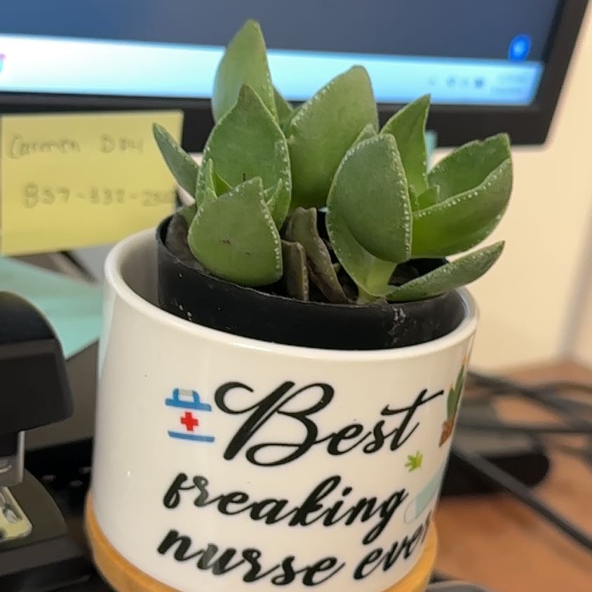 Photo of the plant species Taylor's Parches by @ValidZygocactus named Sigmund on Greg, the plant care app