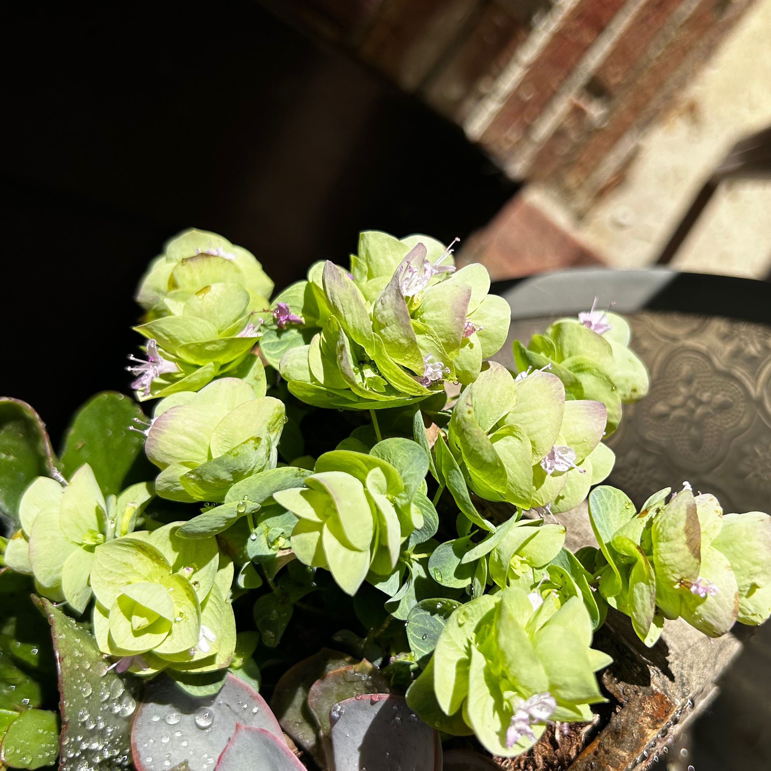 Photo of the plant species Kent Beauty Oregano by @EagerBirdcherry named Bieber on Greg, the plant care app