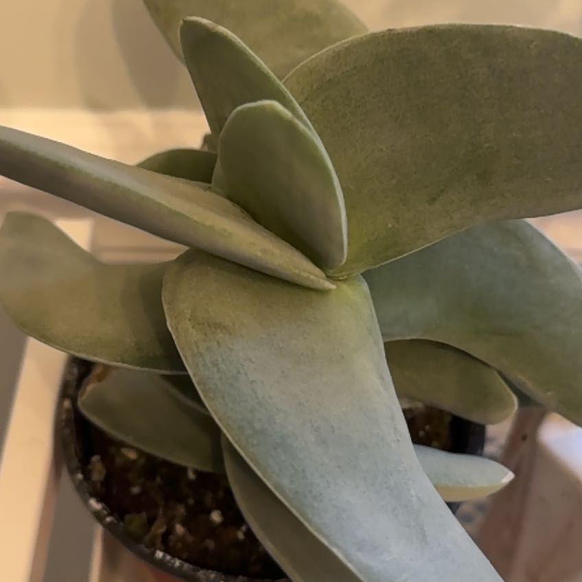 Close-up of a healthy succulent plant with thick, fleshy leaves in a pot.