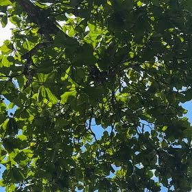 Photo of the plant species Black Olive Tree by @MentorLavender named Lola on Greg, the plant care app