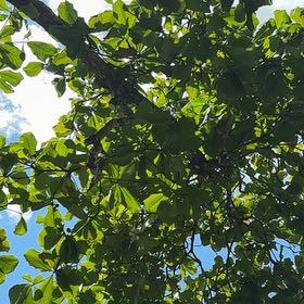 Photo of the plant species Beach Almond by @MentorLavender named Lavender on Greg, the plant care app