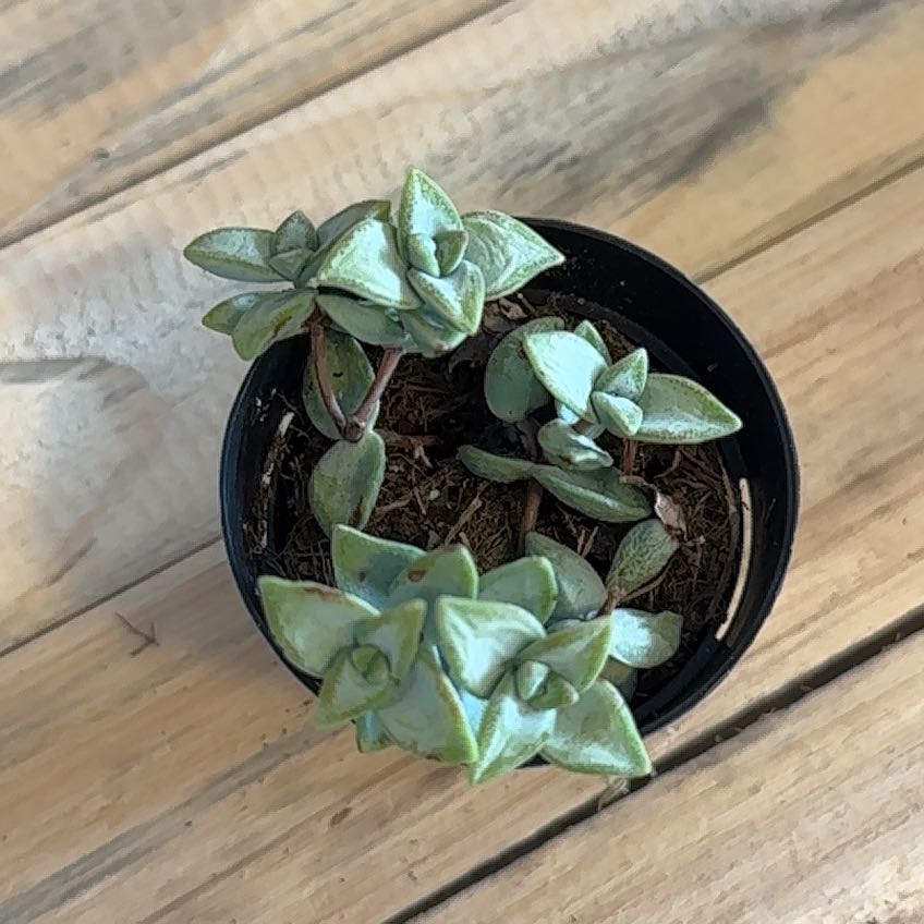 Photo of the plant species Crassula Rupestris by @WittyAloevera named Cruella on Greg, the plant care app