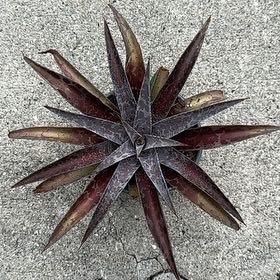 Photo of the plant species Mangave spp. by @WittyAloevera named Xena on Greg, the plant care app