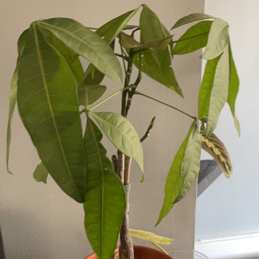 Morgan Treeman | A plant by @DaintyJicaro on Greg