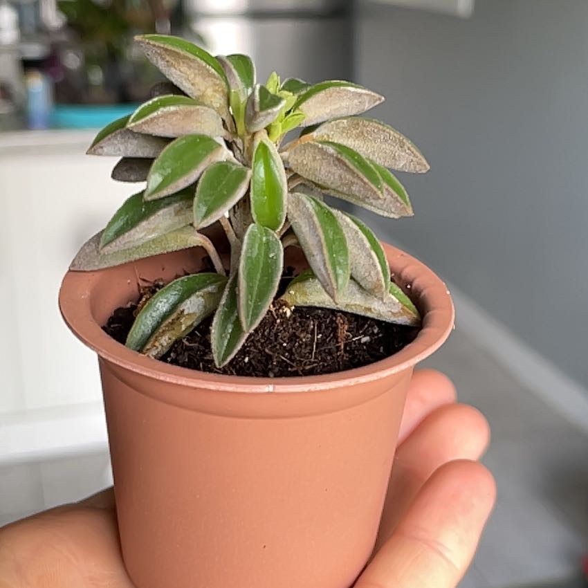 Photo of the plant species Peperomia wolfgang-krahnii by @DaintyJicaro named Kendall on Greg, the plant care app