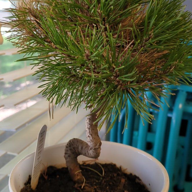 Photo of the plant species Pinus mugo by @SoigneLichen named Harmony on Greg, the plant care app
