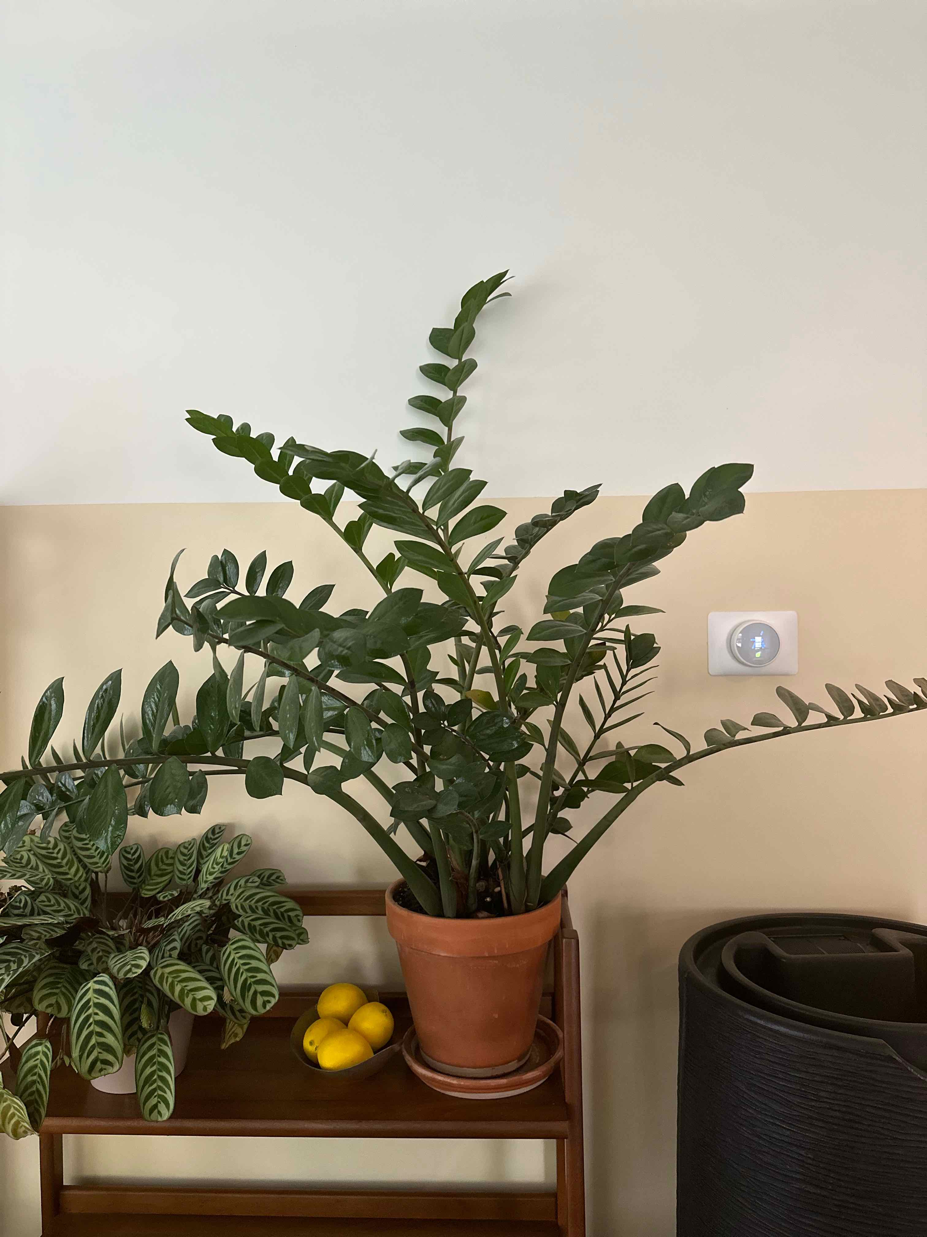 Zamioculcas Zamiifolia plant photo by @backeis named Robert Plant on Greg, the plant care app.