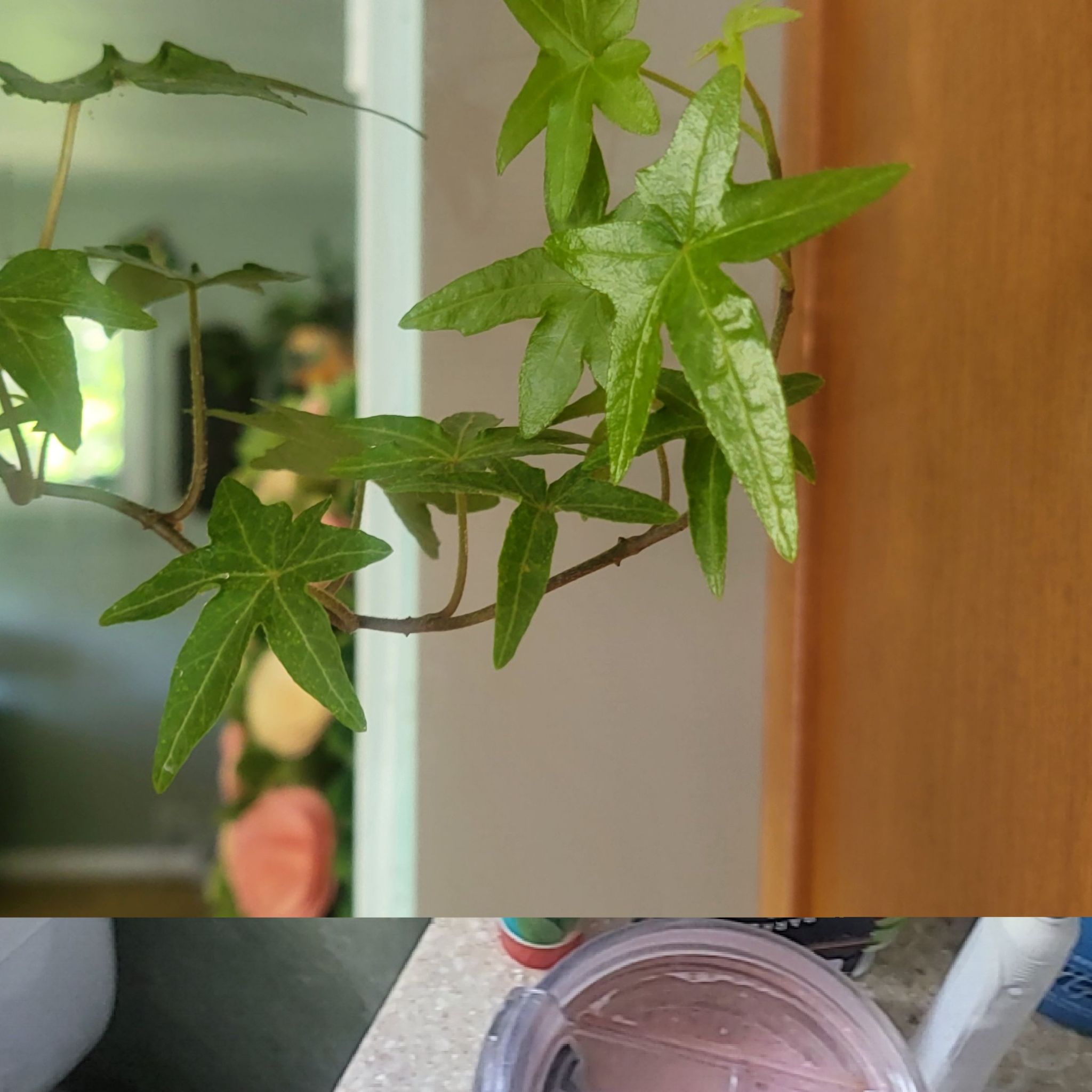 Image of an American Sweetgum plant with green, star-shaped leaves.