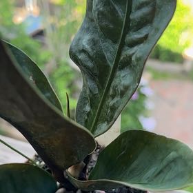 Photo of the plant species Laceleaf by Felicia named Navajo on Greg, the plant care app