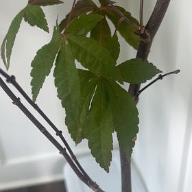 Photo of the plant species Japanese Maple by @CivicWoodfern named Taylor Swift on Greg, the plant care app