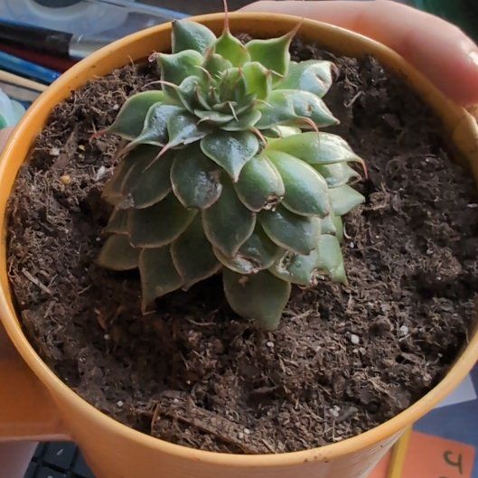 Photo of the plant species Graptoveria 'Silver Star' by @RestfulIvy named Shakira on Greg, the plant care app