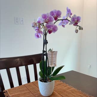 Phalaenopsis Orchid plant in Laredo, Texas