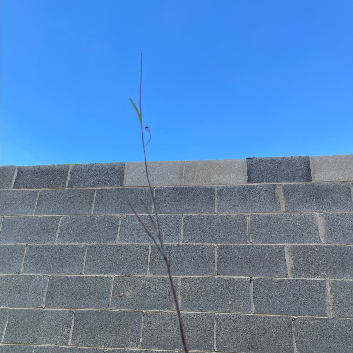 Sparse Desert Willow plant against a brick wall with a clear blue sky.