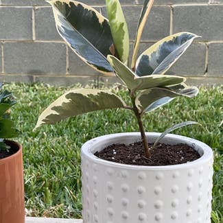Variegated Rubber Tree plant in Laredo, Texas