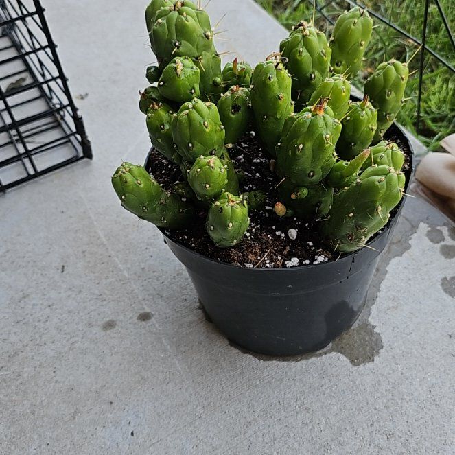 Photo of the plant species Opuntia Gumby by @JesterBluebill named Keanu Leaves on Greg, the plant care app