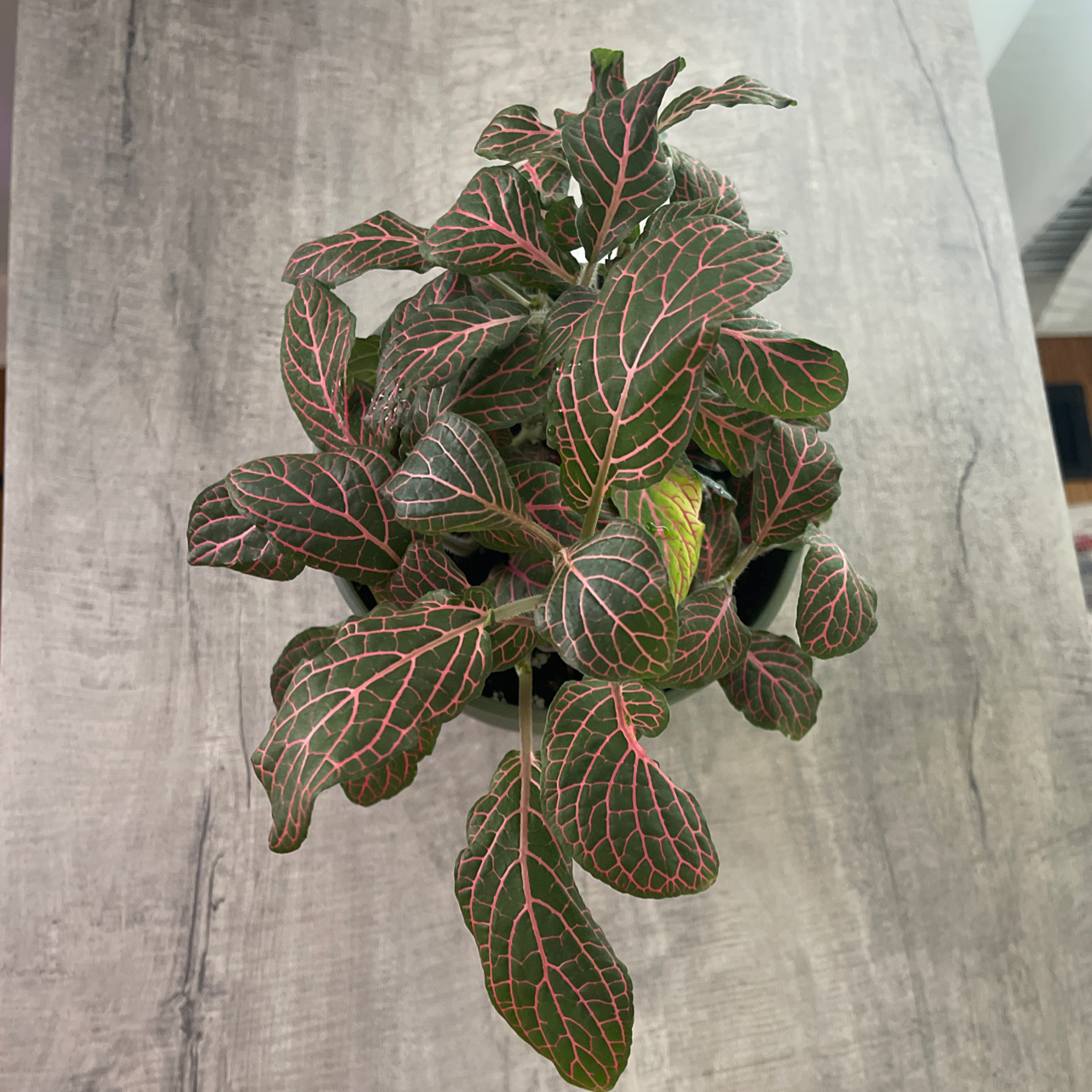 Photo of the plant species red vein by @PizzaWizard named Rainier on Greg, the plant care app