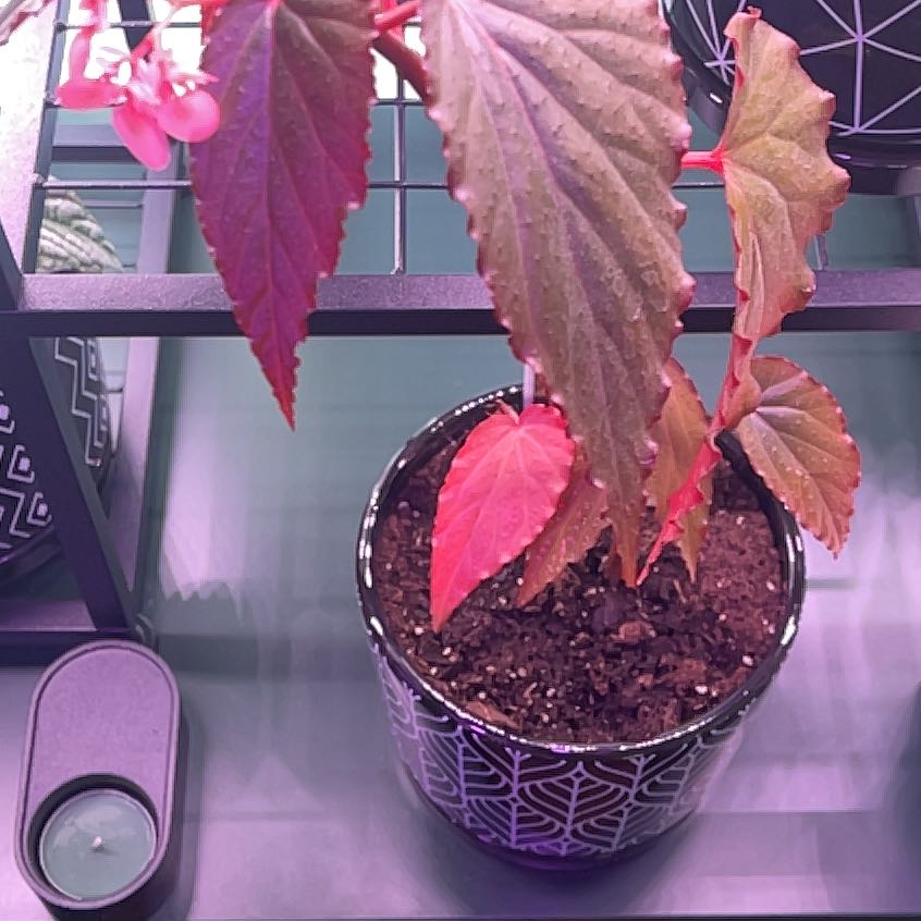 Photo of the plant species Begonia 'Linda Dawn' by @PizzaWizard named Linda Dawn on Greg, the plant care app