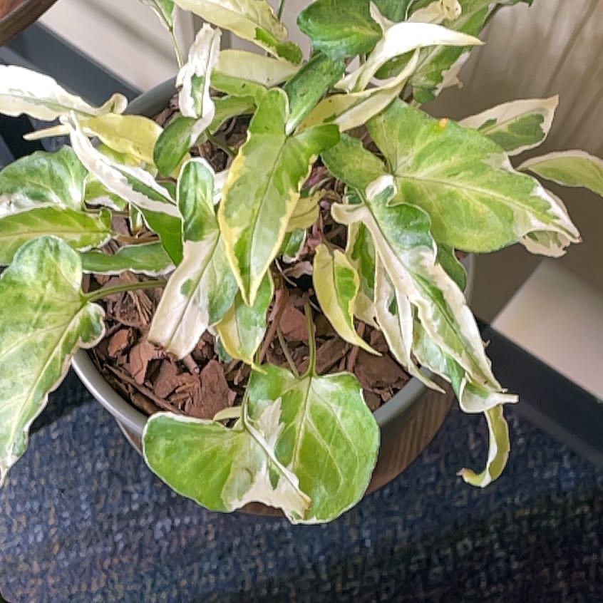 Photo of the plant species Syngonium Starlite by @PizzaWizard named Eva on Greg, the plant care app