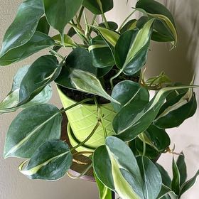 Photo of the plant species Philodendron 'Rio' by @PizzaWizard named Rio on Greg, the plant care app