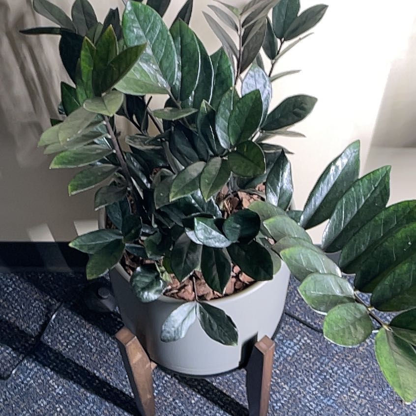 Photo of the plant species ZZ Oscura by @PizzaWizard named Apollo on Greg, the plant care app