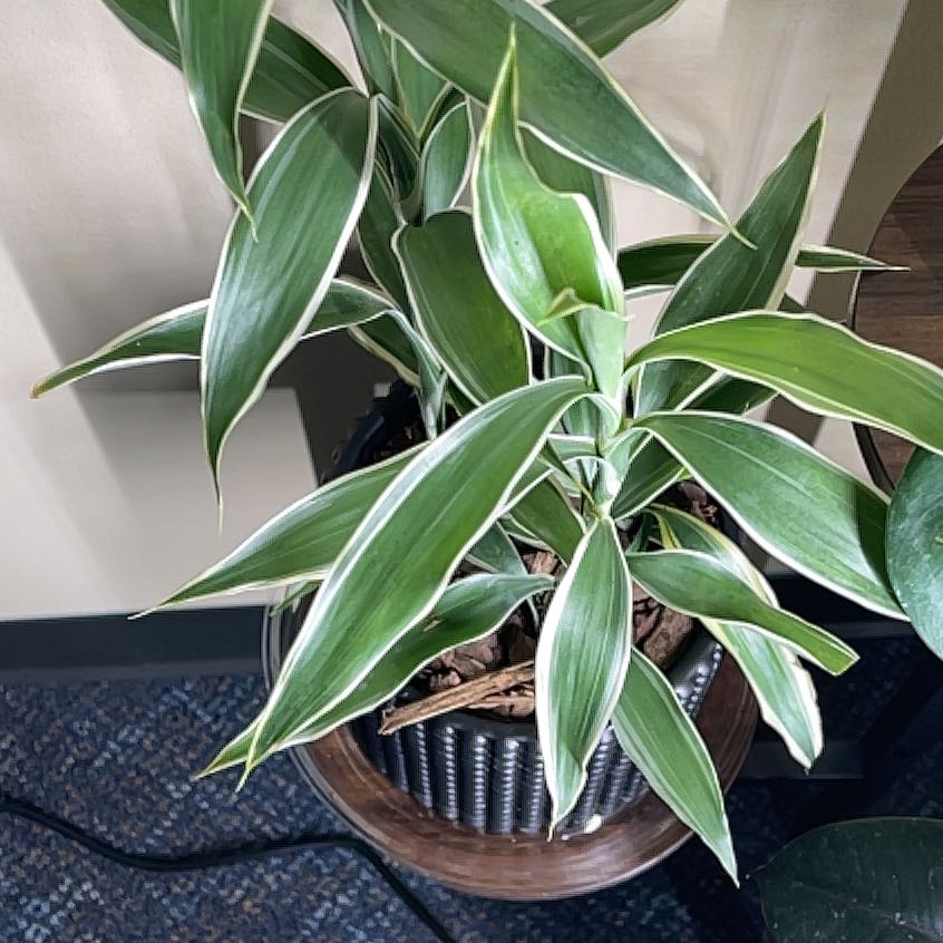 Photo of the plant species Lucky Golden Bamboo by @PizzaWizard named Lucky on Greg, the plant care app