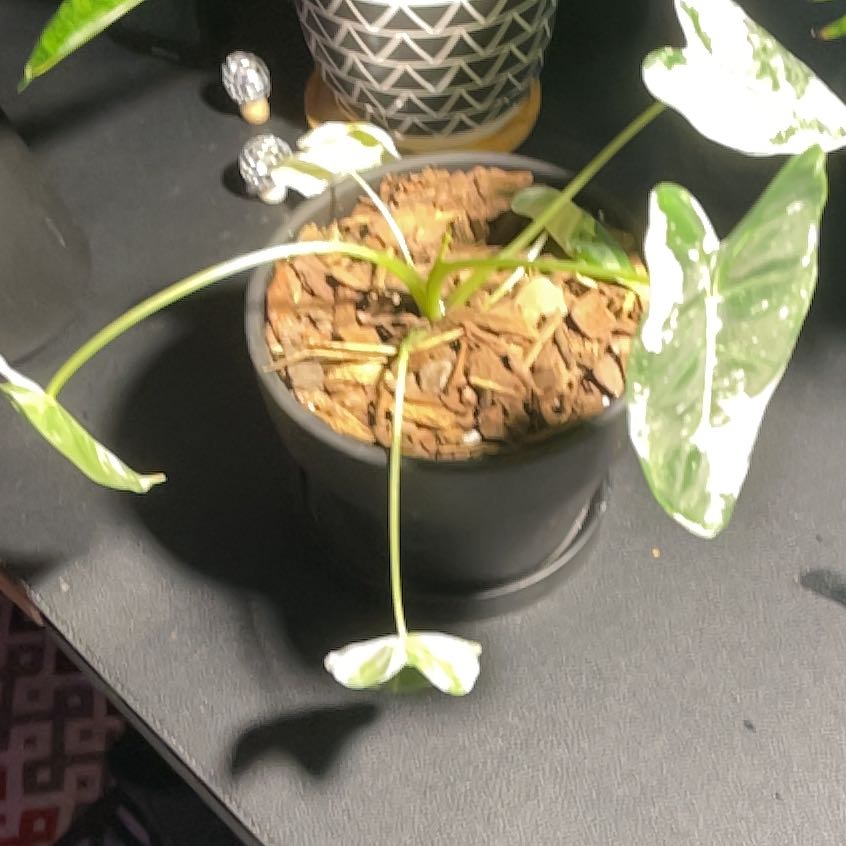 Photo of the plant species Alocasia albo by @PizzaWizard named Gobi on Greg, the plant care app