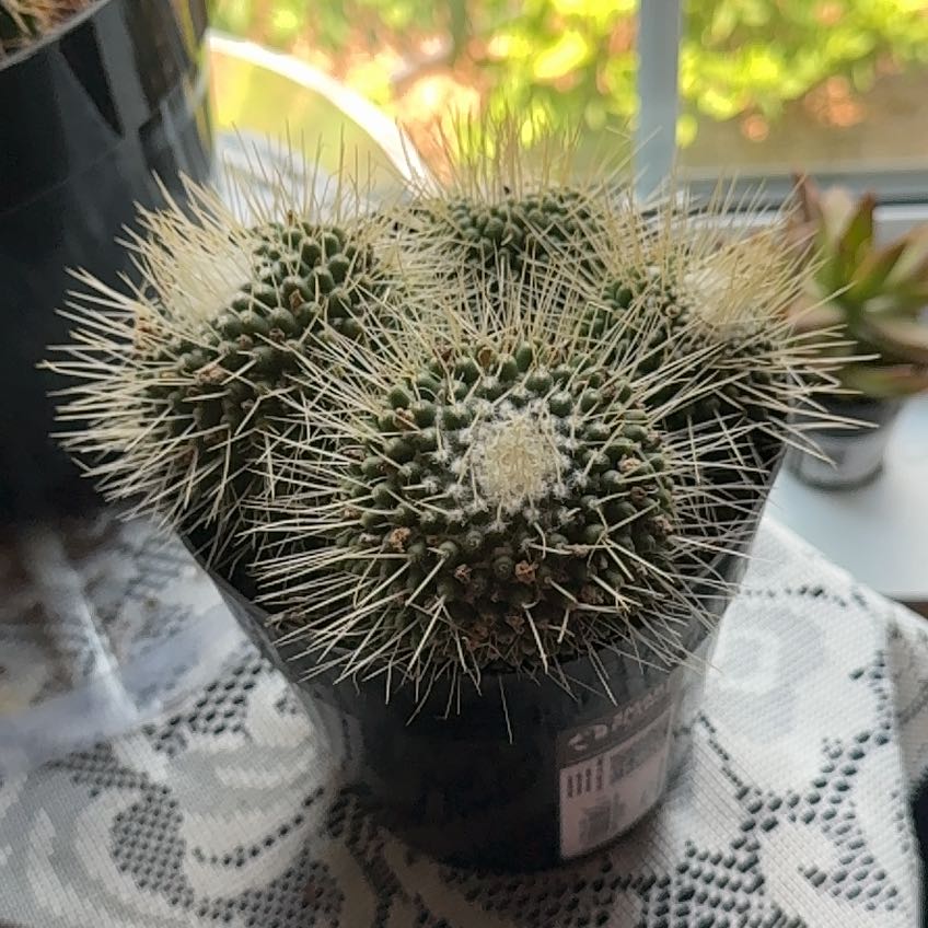 Photo of the plant species Mammillaria spinosissima 'Un Pico' by @CivilLousewort named Bobbob on Greg, the plant care app