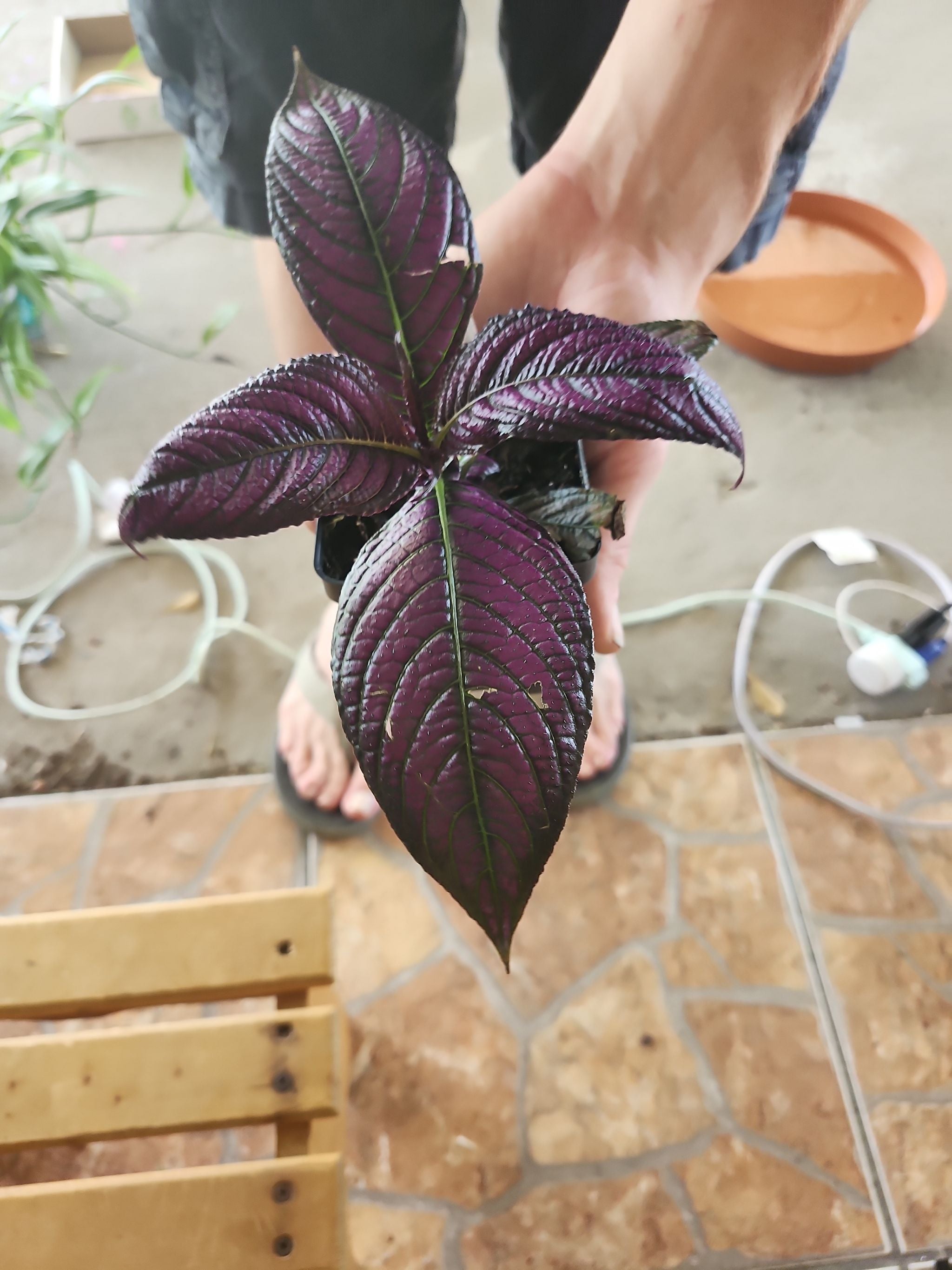 Why Is My Pink Princess Philodendron Not Doing Well?