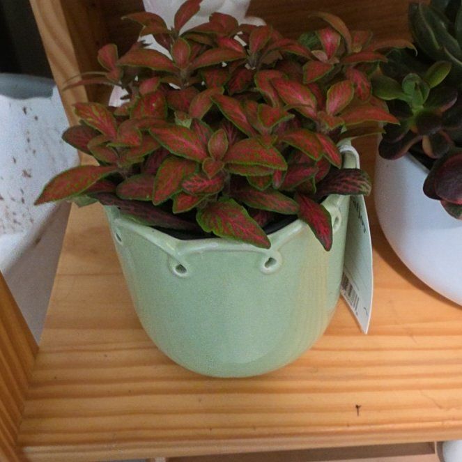 Photo of the plant species Nerve Plant Frankie by @CynderAshes named LiloStitch on Greg, the plant care app