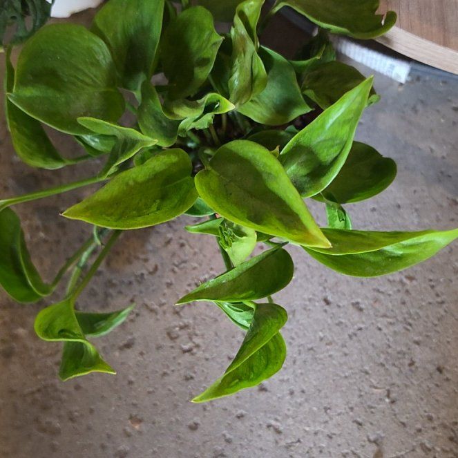 Photo of the plant species Pothos 'Shangri La' by @CynderAshes named Gomez on Greg, the plant care app