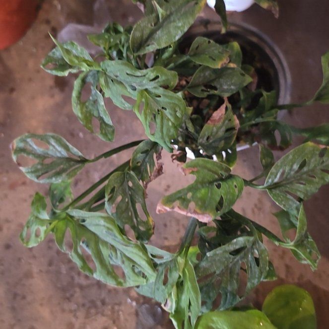 Photo of the plant species Monstera esqueleto by @CynderAshes named Willow on Greg, the plant care app