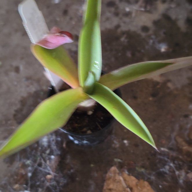 Photo of the plant species Agave by @CynderAshes named da Vinci on Greg, the plant care app