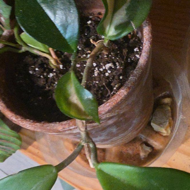 Photo of the plant species Hoya parviflora by @CynderAshes named Fernie Saunders on Greg, the plant care app