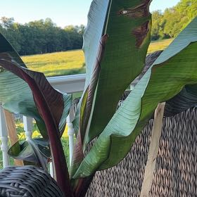 Photo of the plant species Ethiopian Banana by @ComposedCatnip named Bruce Lee on Greg, the plant care app