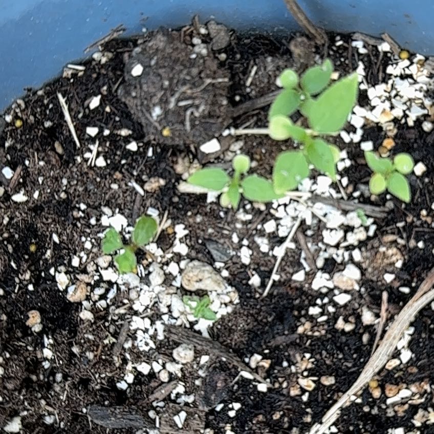 Photo of the plant species Banana Passionfruit by @GutsySandleek named Khaleesi on Greg, the plant care app