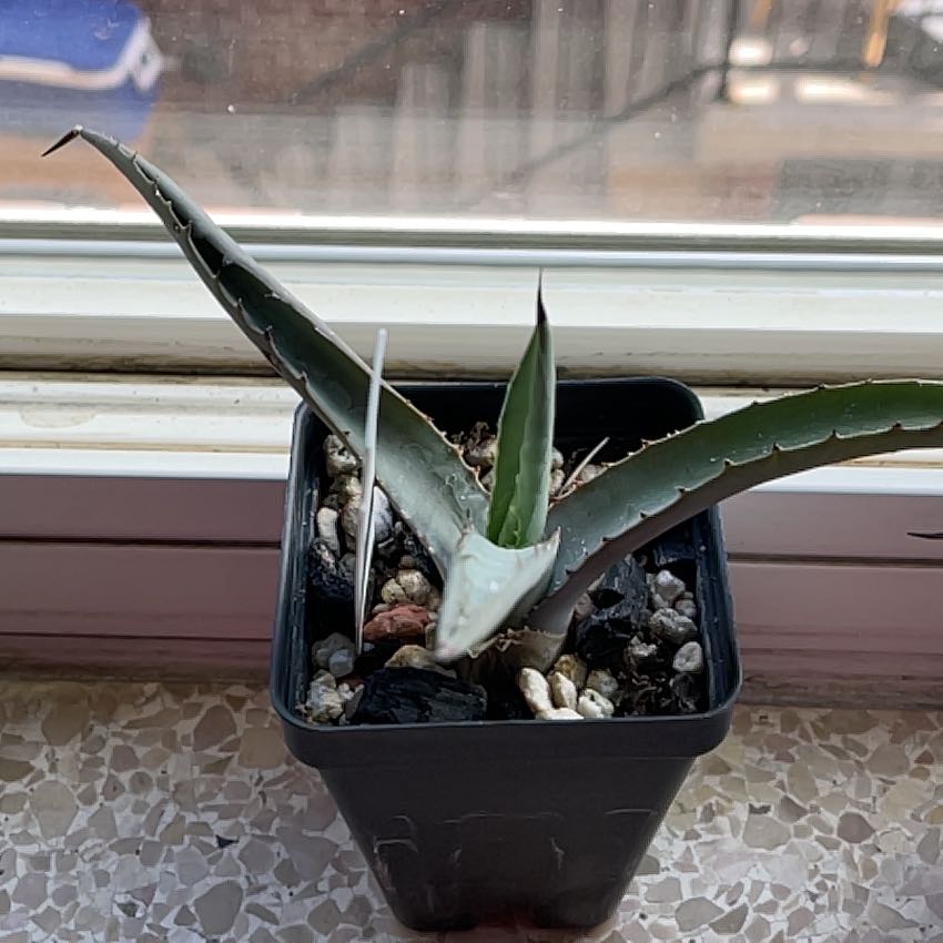 Photo of the plant species Black-Spined Agave by @HeadPropagation named Athena on Greg, the plant care app