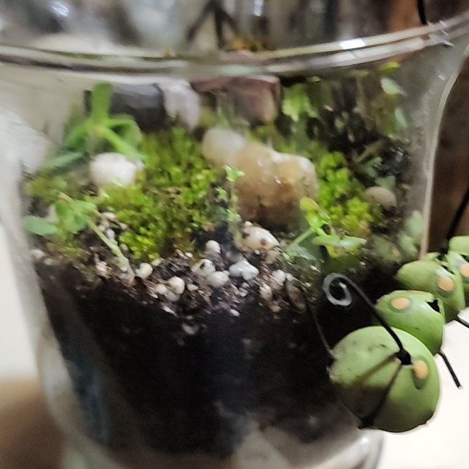Photo of the plant species Moss by @ImpishCentro named Gaga on Greg, the plant care app