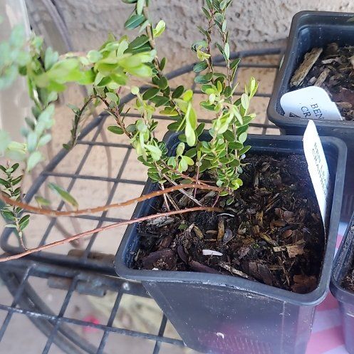 Photo of the plant species Small Cranberry by @NoblyCarrottop named Coco on Greg, the plant care app